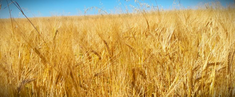 orge local brasserie artisanale